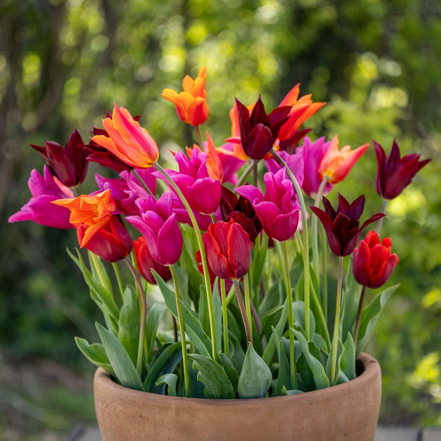 'Fiery Lilies' - Tulpenmengsel